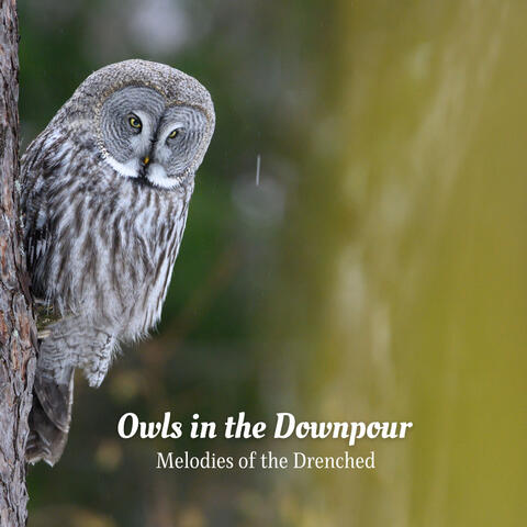 Owls in the Downpour: Melodies of the Drenched