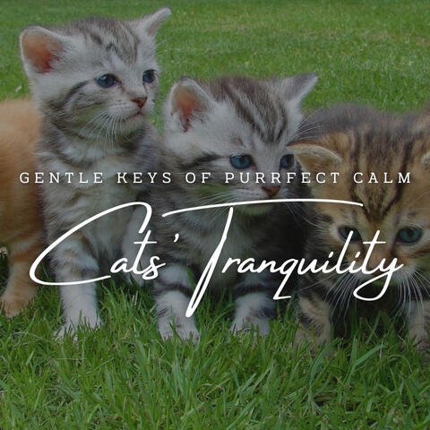 Feline Melodies: Meditative Piano for Cats' Tranquility