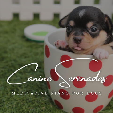 Canine Serenades: Meditative Piano for Dogs