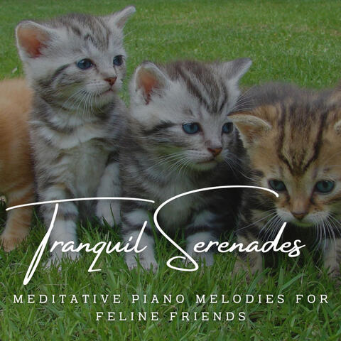 Tranquil Serenades: Meditative Piano Melodies for Feline Friends