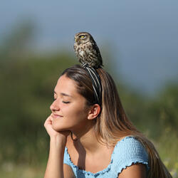 Relaxation With Owl Calls