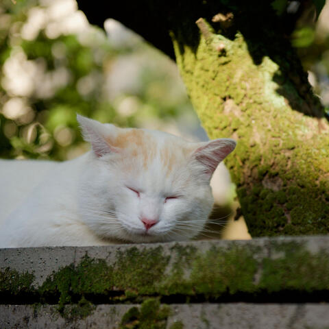 Nature's Catnap: Crickets' Echo and Chill Sound Ambience