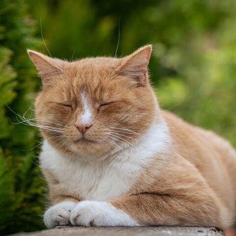 Rain and Forest Purr: Chill Music for Relaxed Cats