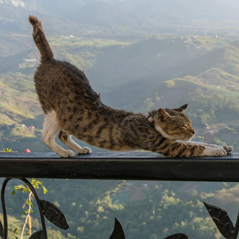 Rainy Cat Moments: Serene Waters and Chill Sound Bliss