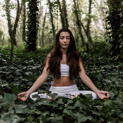 Crickets Hum Mind's Ease