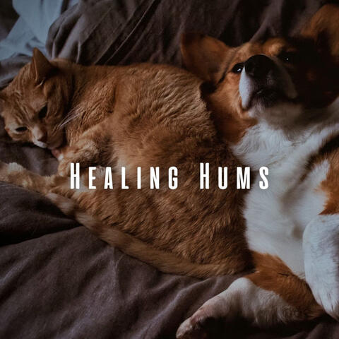 Healing Hums: Binaural Music Therapy for Pets