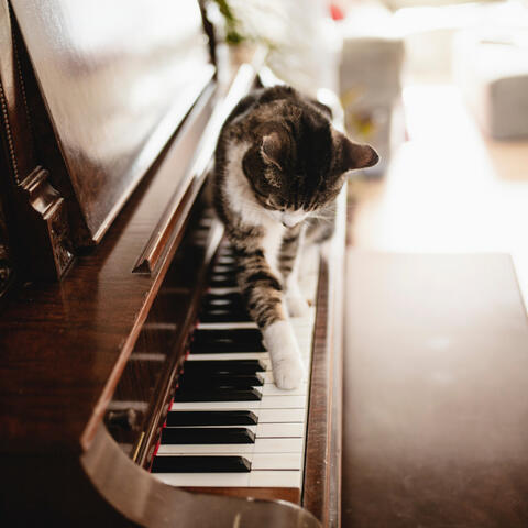 Tranquil Feline Serenades: Piano Whispers for Cat Dreams