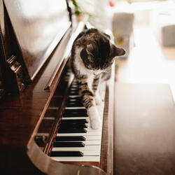 Piano's Serenade Feline Grace