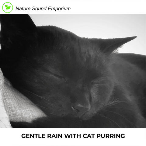 Gentle Rain With Cat Purring