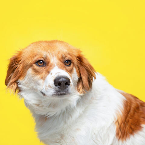 Doggie Jazz Haven: Piano Tunes for Pooches
