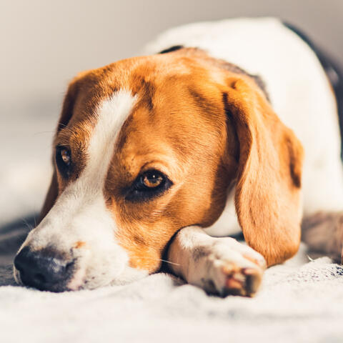 Canine Serenades: Jazz Piano Melodies for Dog Relaxation