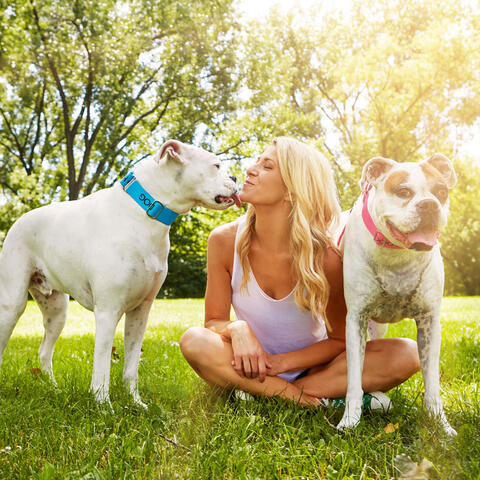 Reflective Dog Mosaic: Ambient Music for Gentle Companionship