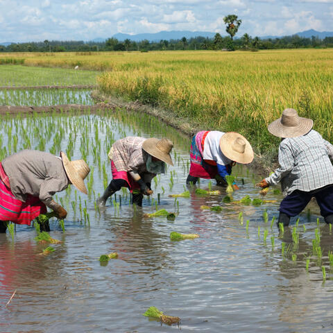 Nature's Work Companion: A Rain Serenade for Productivity