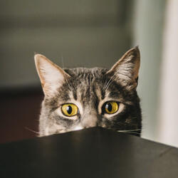 Serene Keyboard Whiskers