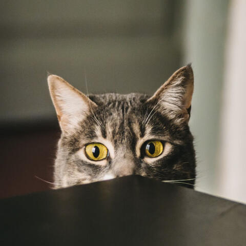 Kitty Keys: Piano Serenades for Cats