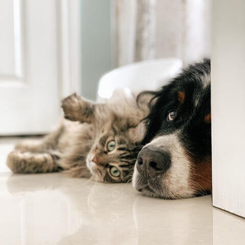 Piano Pet Tales: A Melodic Journey