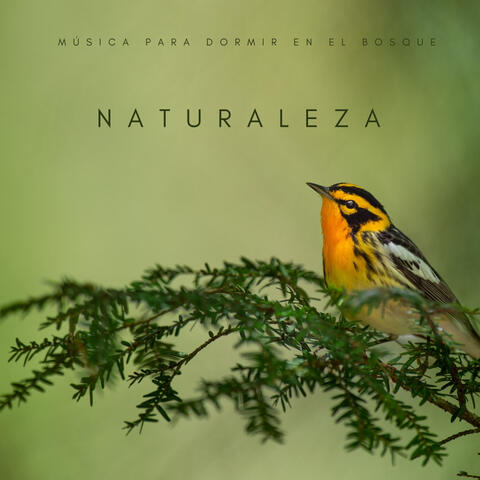 Naturaleza: Música Para Dormir En El Bosque