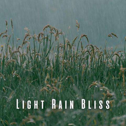 Light Rain Bliss: Owl's Bird Song for Relaxation