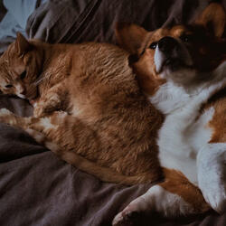 Pawsome Lofi Jams