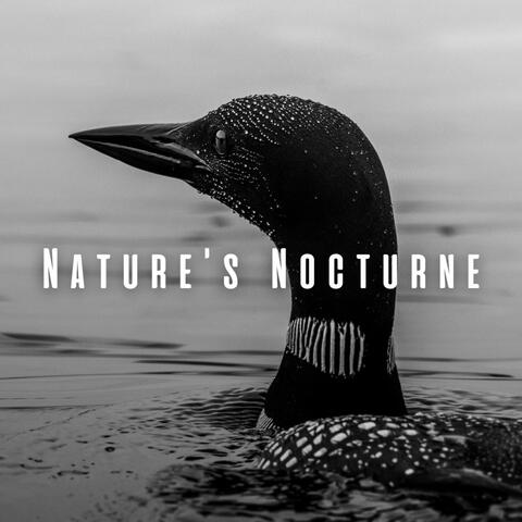 Nature's Nocturne: Sleep Sounds with Light Rain and Loon Calls