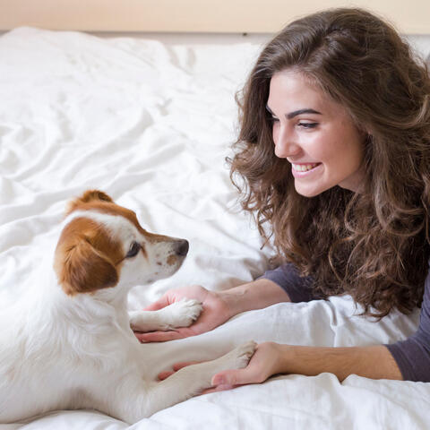 Jazz Piano Wonders: A Dog's Calmness and Delight