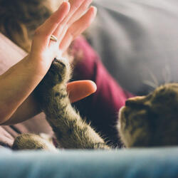 Contented Lofi Cat Tunes