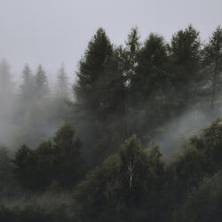 Coal (Lofi Cover)