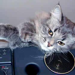 Jazz Serenade for Felines