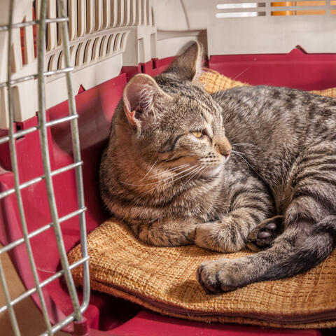 Jazz Pet Tranquility: Harmonious Melodies for Contentment