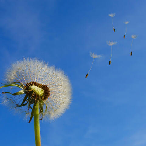Dandelions (Lofi Version)