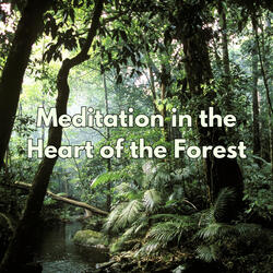 Meditative Journey Through the Forest