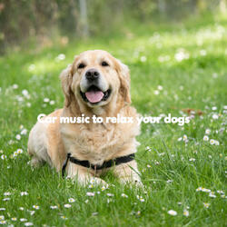 Acoustic and Electric Piano Jazz Duo Soundtrack for Laidback Doggy Days