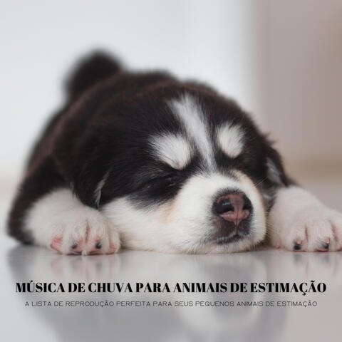 Música De Chuva Para Animais De Estimação: A Lista De Reprodução Perfeita Para Seus Pequenos Animais De Estimação