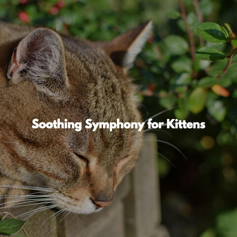 Soothing Symphony for Kittens