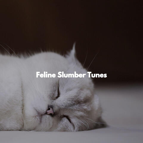 Feline Slumber Tunes