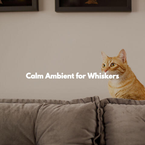 Calm Ambient for Whiskers