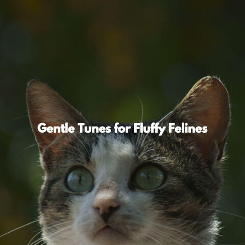 Gentle Tunes for Fluffy Felines