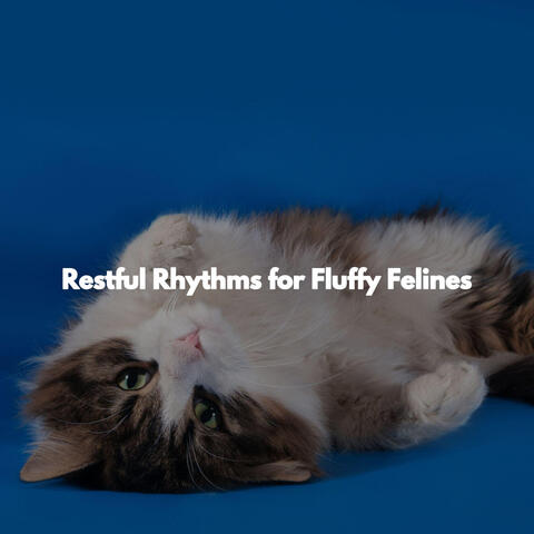Restful Rhythms for Fluffy Felines