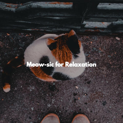 Meow-sic for Relaxation