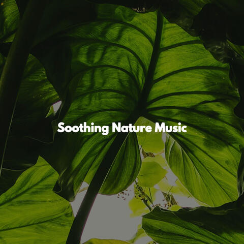 Soothing Nature Music