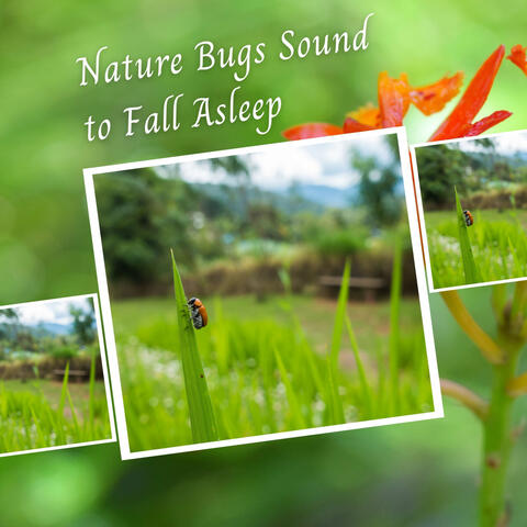 Nature Bugs Sound to Fall Asleep - 3 Hours