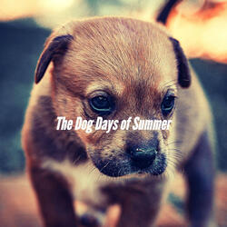 High Class Backdrops for Keeping Dogs Entertained