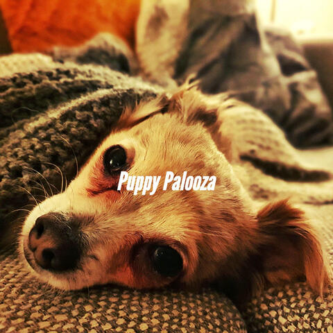 Puppy Palooza