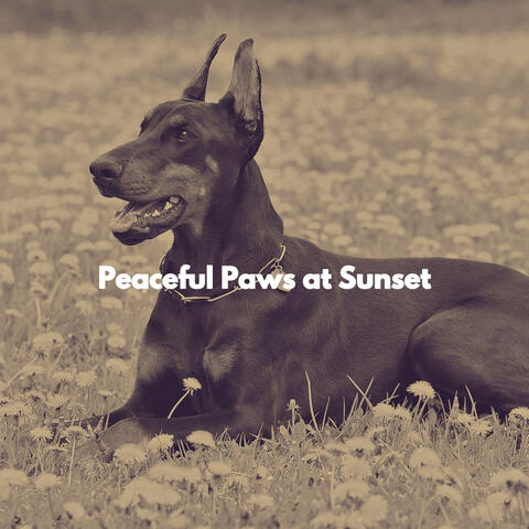 Peaceful Paws at Sunset