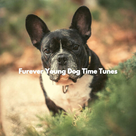 Furever Young Dog Time Tunes