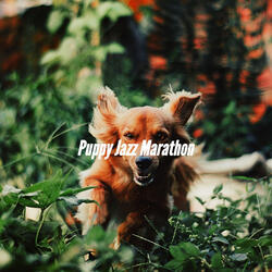 Relaxing Backdrops for Chilling Your Pup