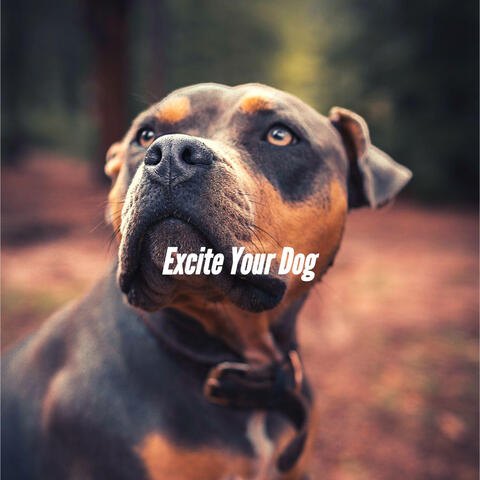 Excite Your Dog