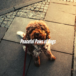 Laid-back Backdrops for Doggy Resting
