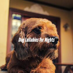 Magnificent Ambiance for Dogs Taking It Easy