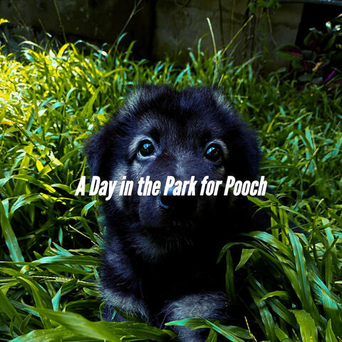A Day in the Park for Pooch